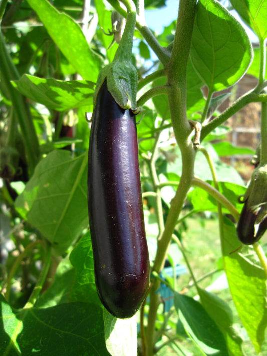 Eggplant Soup