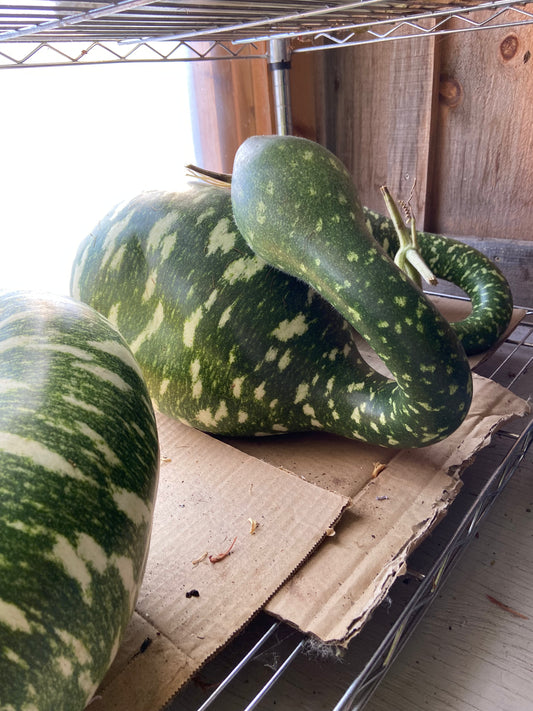 Speckled Swan Gourd