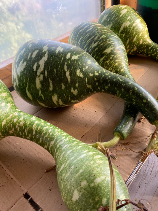 Speckled Swan Gourd