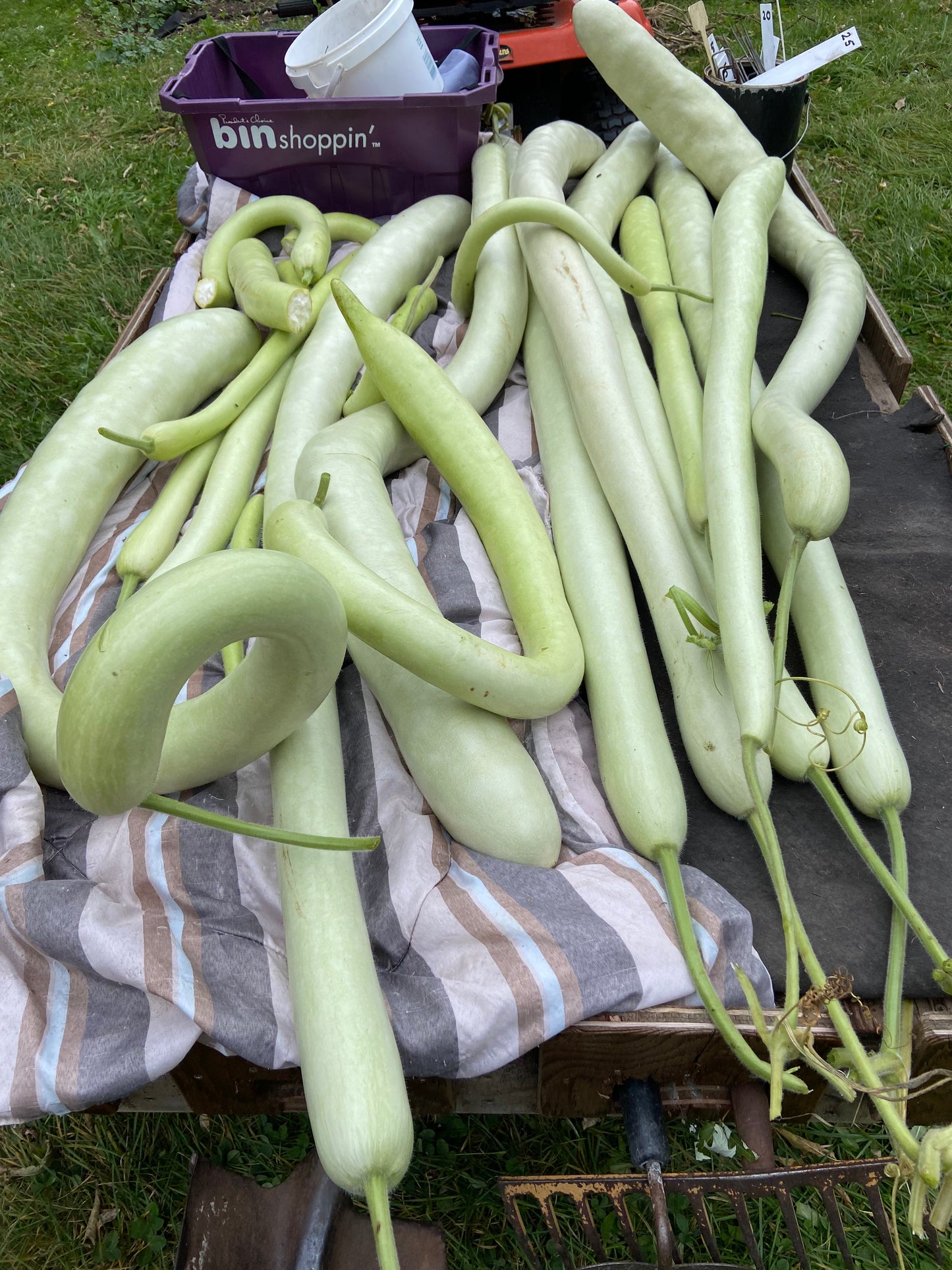 Serpente di Sicilia in the field