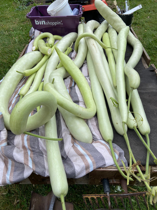 Serpente di Sicilia in the field