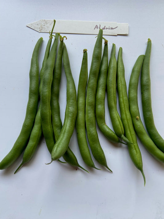 Aldrin - Greta's Family Gardens