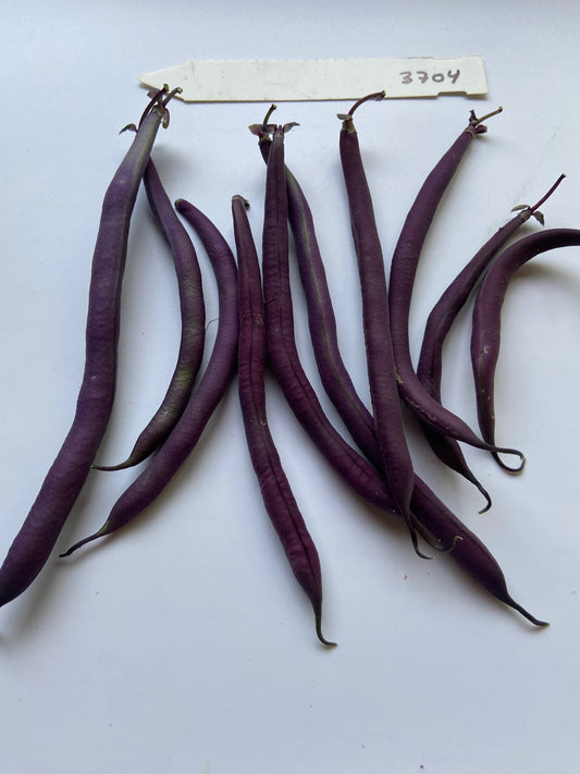 Amethyst Bush Beans - Greta's Family Gardens