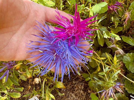 Aster Nova Mix - Greta's Family Gardens
