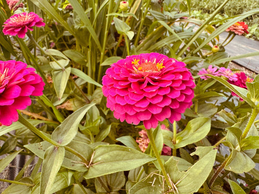 Big Pink Zinnia - Greta's Family Gardens