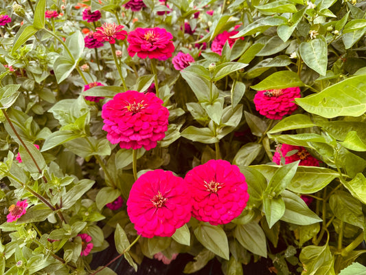 Big Pink Zinnia - Greta's Family Gardens