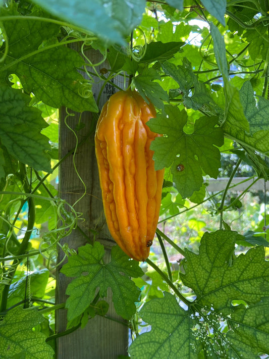 Bitter Melon - Greta's Family Gardens