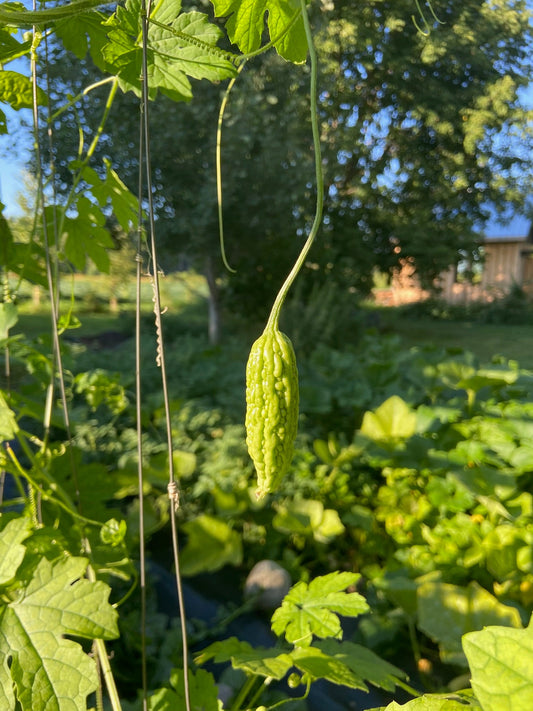 Bitter Melon - Greta's Family Gardens
