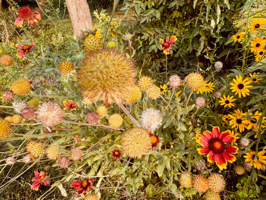 Blanket Flower - Greta's Family Gardens