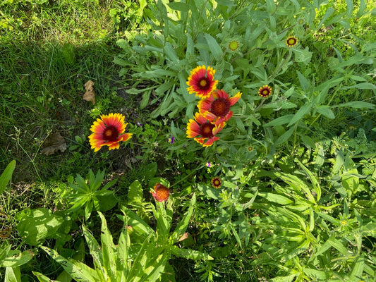 Blanket Flower - Greta's Family Gardens