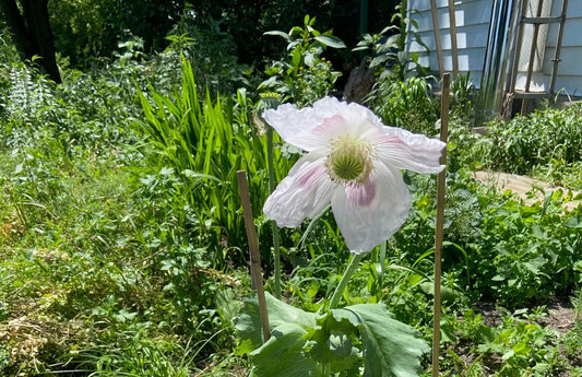 Pink flower with green leaves in a garden setting
