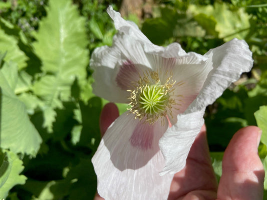 White poppy flower held by a hand with green leaves in the background