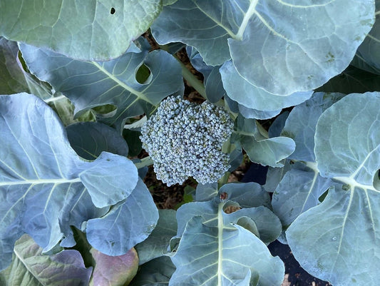 Broccoli plant with large green leaves