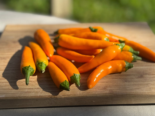 Bulgarian Carrot Hot Pepper - Organic - Greta's Family Gardens