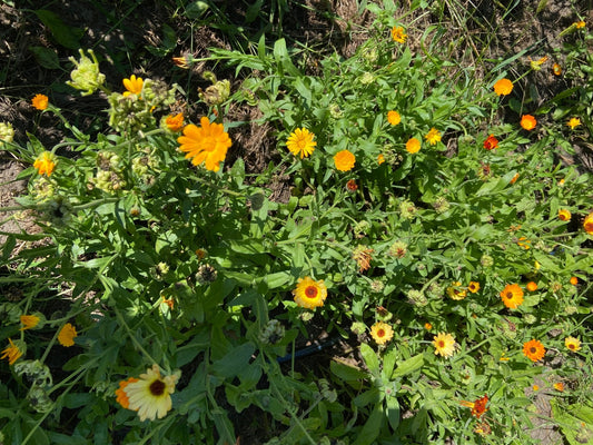 Calendula - Organic - Greta's Family Gardens