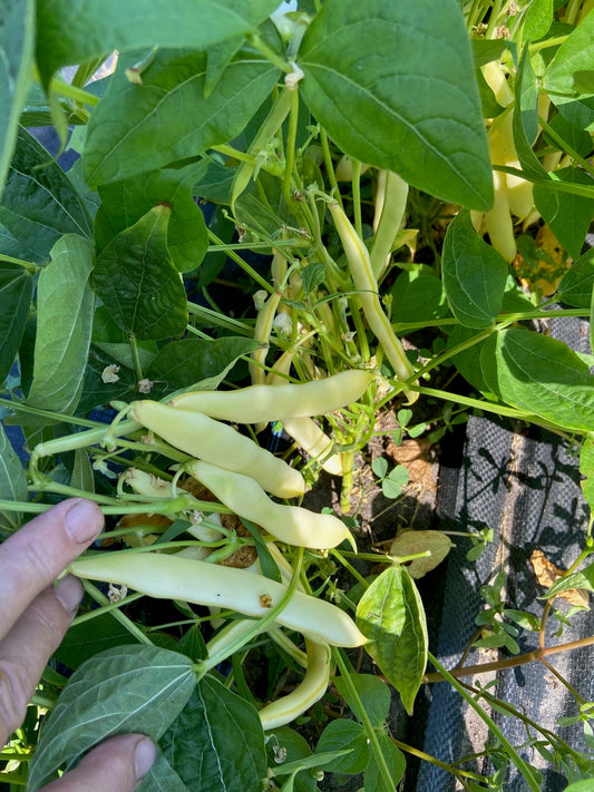 Capitano Beans - Greta's Family Gardens