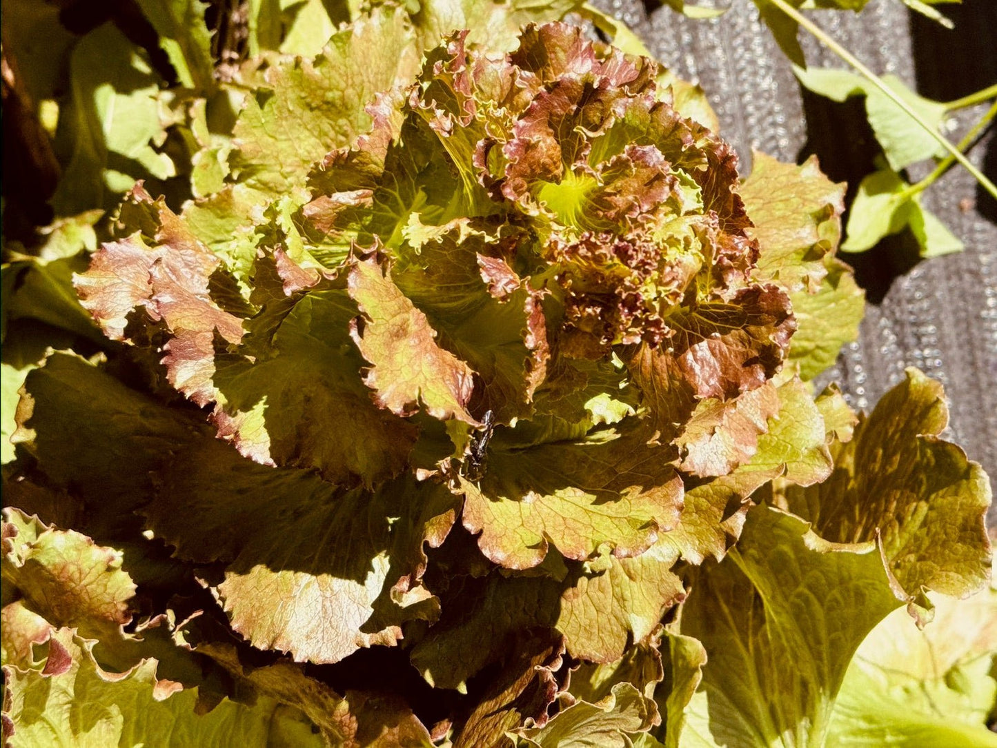 lettuce