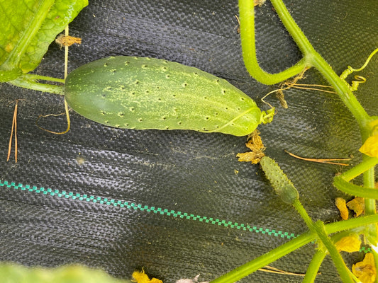 Chicago Pickling Cucumber - Greta's Family Gardens
