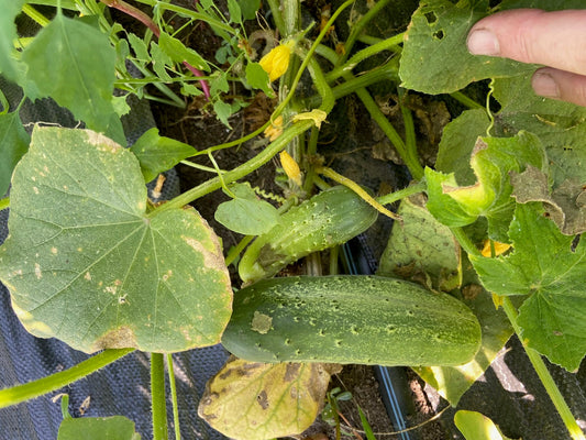 Chicago Pickling Cucumber - Greta's Family Gardens