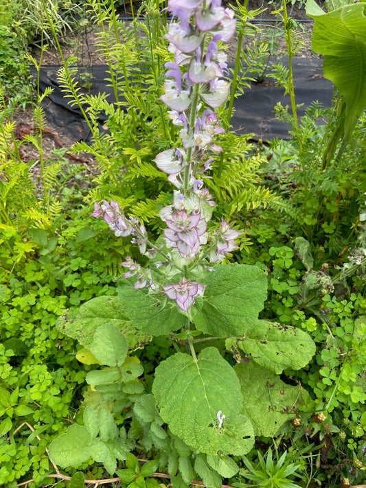 Clary Sage - Greta's Family Gardens