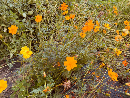 Cosmos Bright Lights - Organic - Greta's Family Gardens