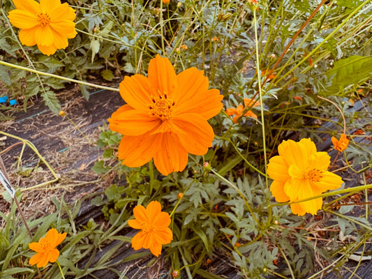 Cosmos Bright Lights - Organic - Greta's Family Gardens