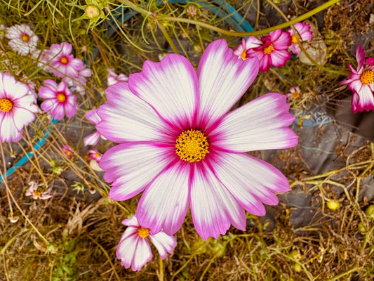 Cosmos Candystripe - Greta's Family Gardens
