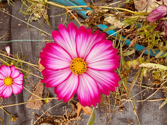 Cosmos Candystripe - Greta's Family Gardens