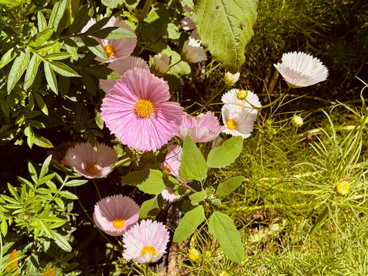 Pink and white flowers with green leaves in a natural setting