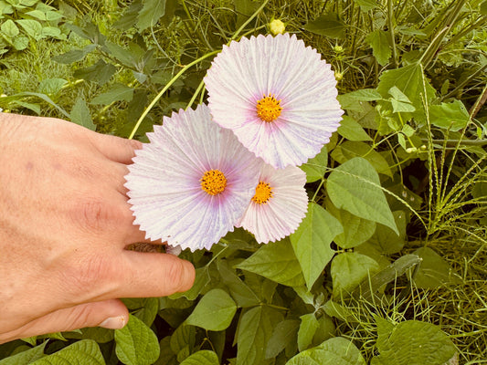 Cosmos Cupcake Blush - Greta's Family Gardens