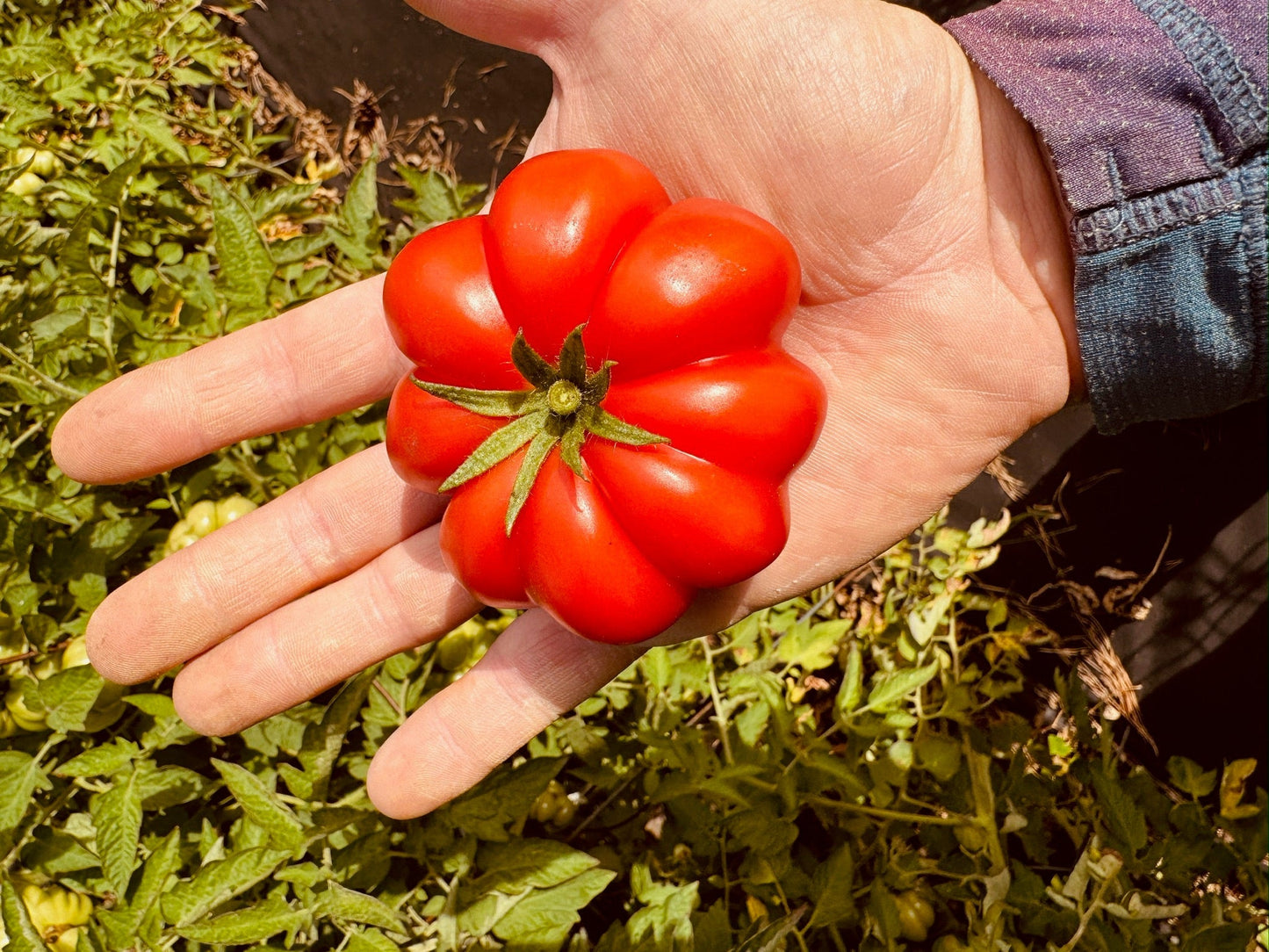Hand holding a large red tomato with a garden background
