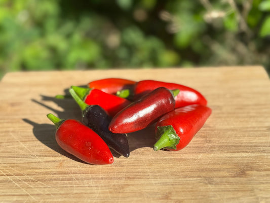 Czech Black Hot Pepper - Greta's Family Gardens