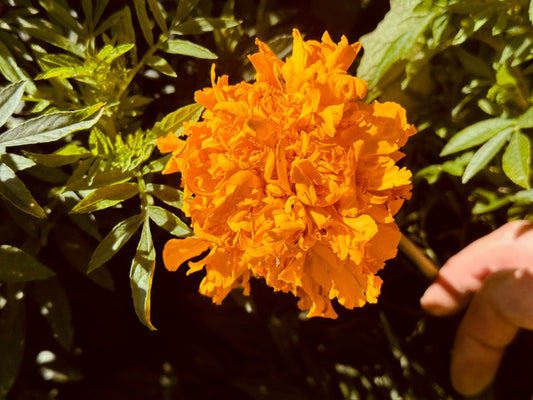 Double Orange Marigold - Greta's Family Gardens