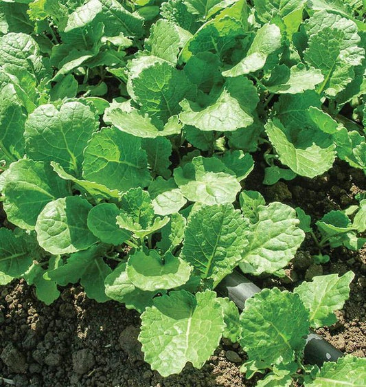 Ethiopian Kale - Greta's Family Gardens
