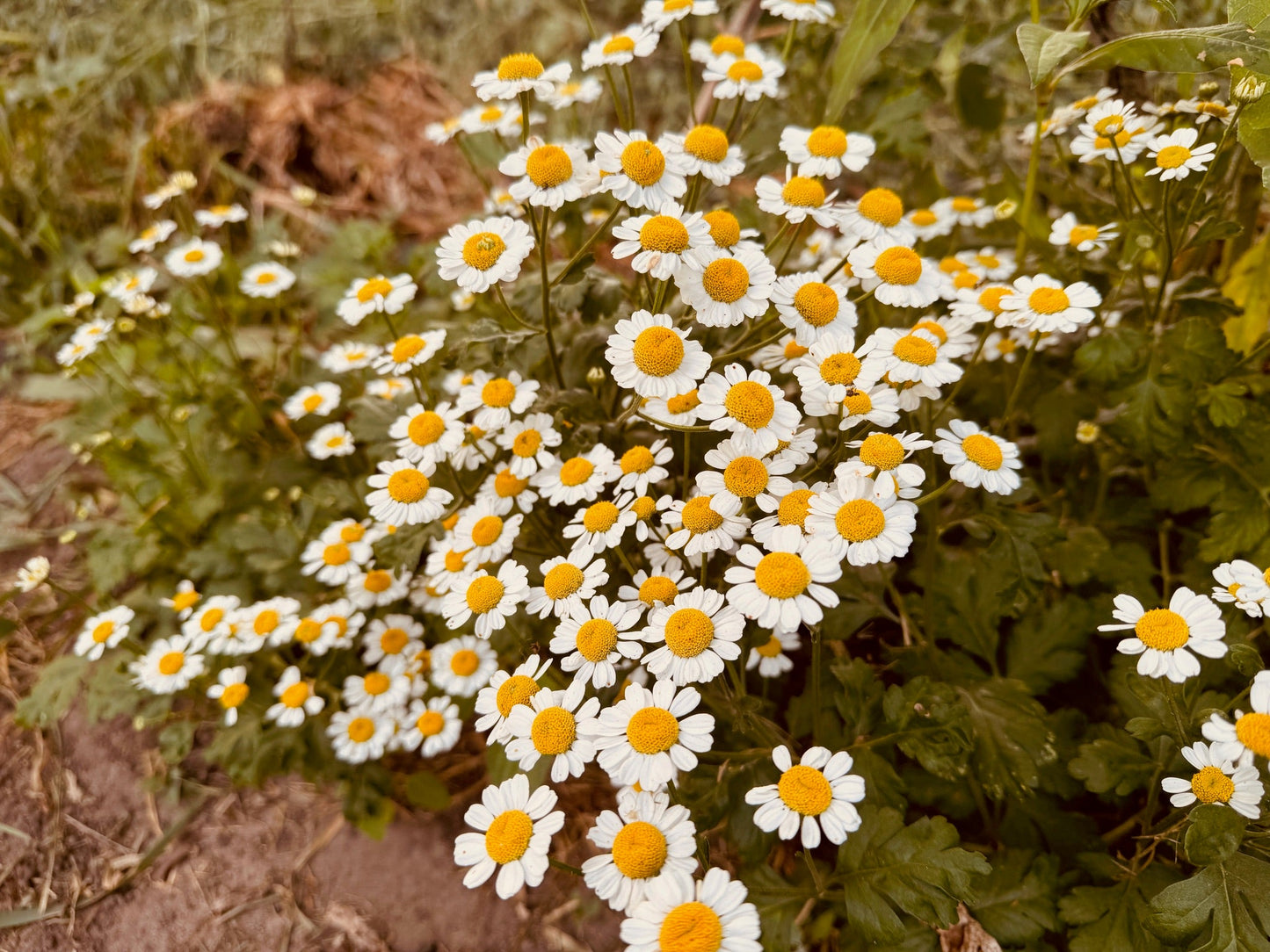 Feverfew - Greta's Family Gardens