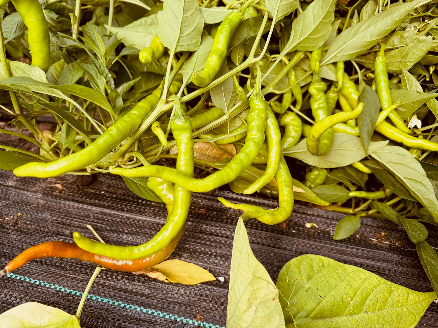 Fushimi Pepper - Greta's Family Gardens