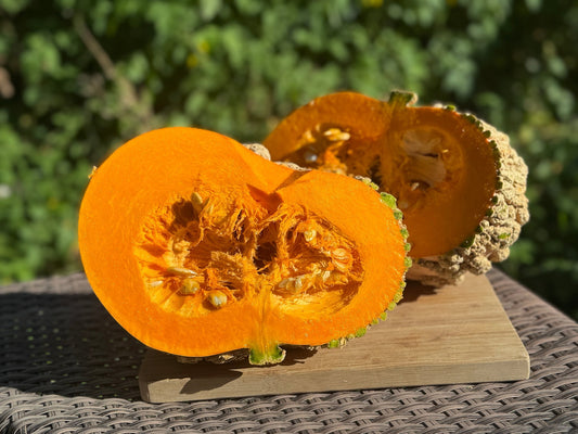 Galeux d'Eysines Squash - Greta's Family Gardens