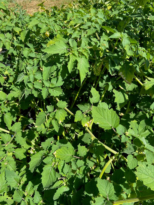 Hanover Groundcherry - Greta's Family Gardens