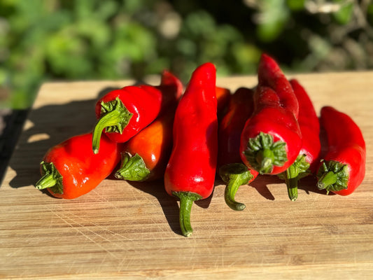 Issus d'Expelette Hot Pepper - Organic - Greta's Family Gardens