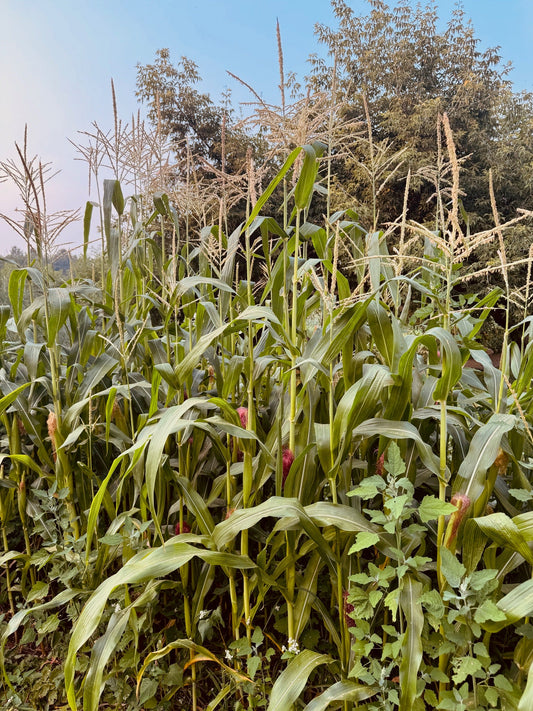 Japanese Hulless Popcorn - Greta's Family Gardens