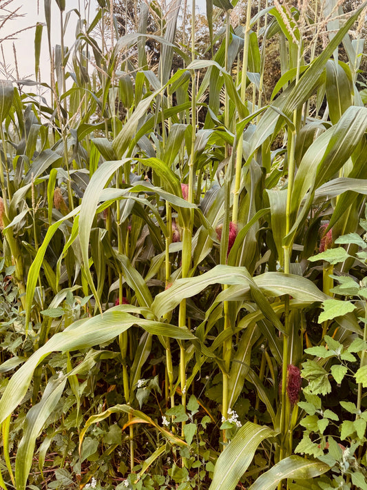 Japanese Hulless Popcorn - Greta's Family Gardens