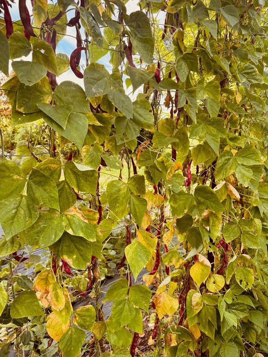 Jimenez Pole beans - Greta's Family Gardens