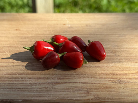 Little Blue Hot Pepper - Organic - Greta's Family Gardens