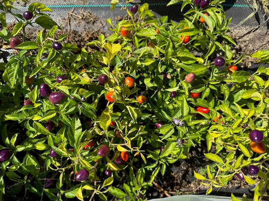 Little Blue Hot Pepper - Organic - Greta's Family Gardens