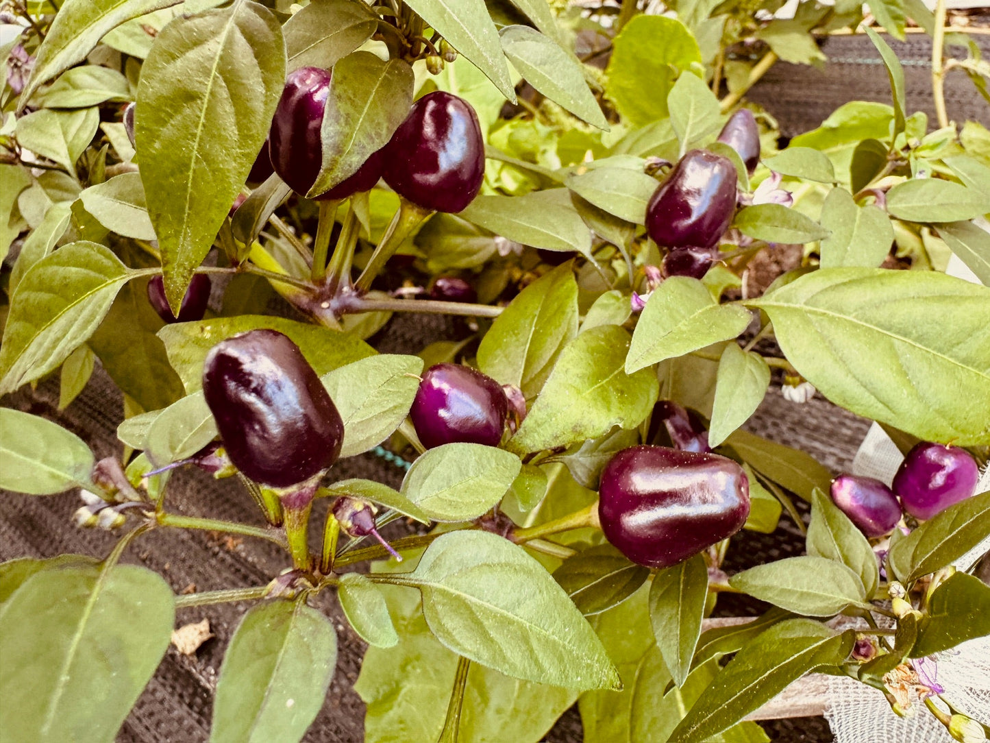 Little Blue Hot Pepper - Organic - Greta's Family Gardens