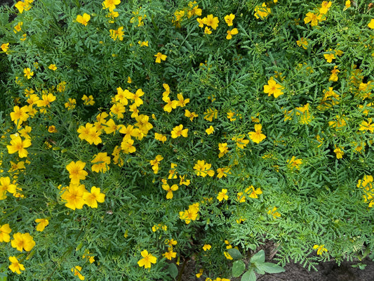 Lulu Lemon Marigold - Greta's Family Gardens