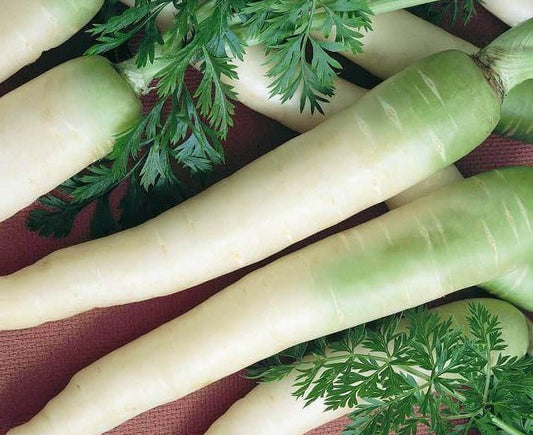 White Carrot
