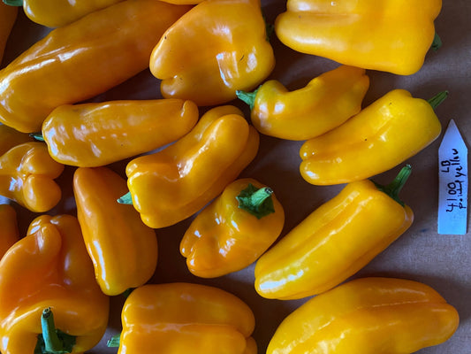 Lunchbox yellow - Organic - Greta's Family Gardens
