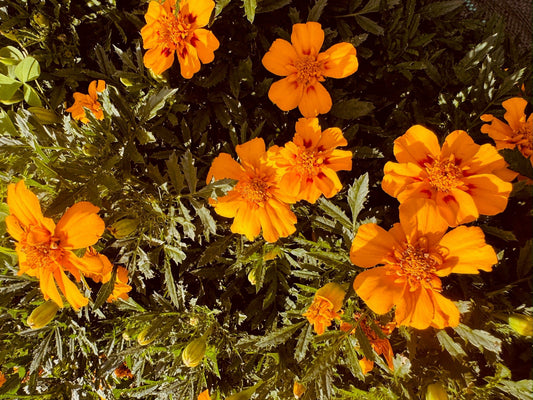 Marigold Duo - Greta's Family Gardens