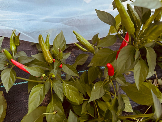 Matchbox Hot Pepper - Organic - Greta's Family Gardens